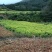 师宗艳涛蔬菜种植基地