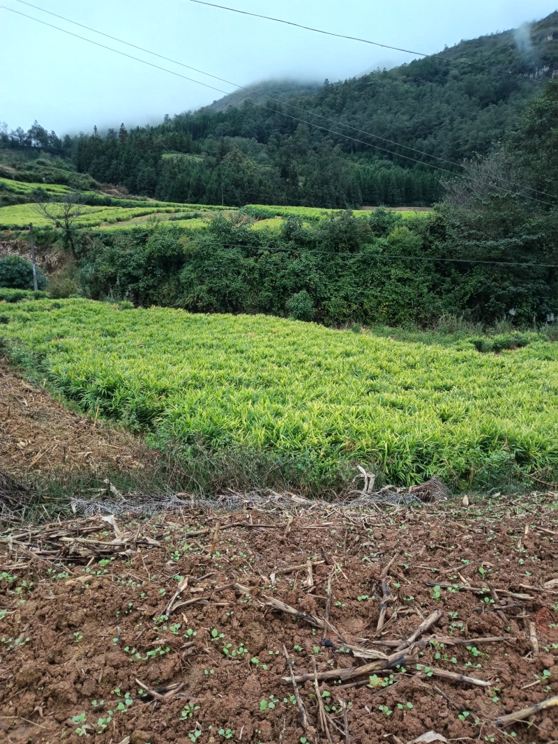 师宗艳涛蔬菜种植基地