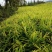 师宗艳涛蔬菜种植基地