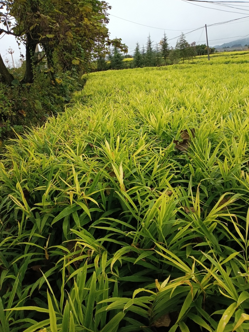 师宗艳涛蔬菜种植基地