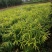 师宗艳涛蔬菜种植基地