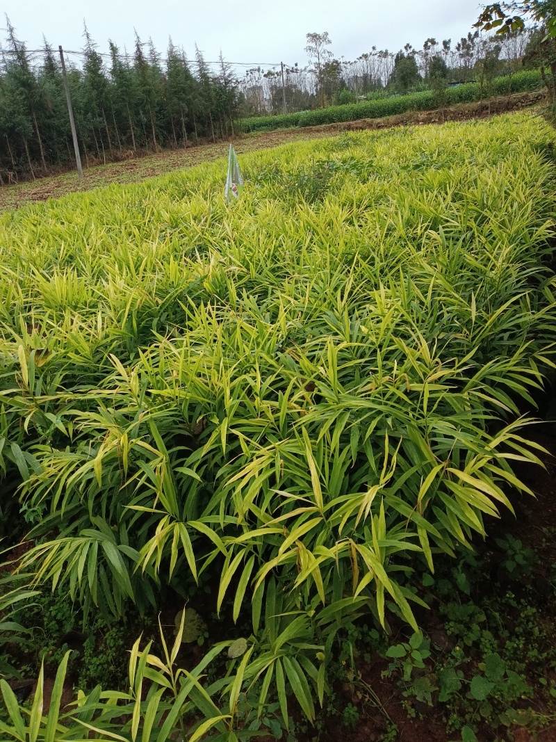 师宗艳涛蔬菜种植基地