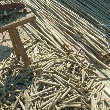 山东扦插段大量上市，产地直发，品质保证