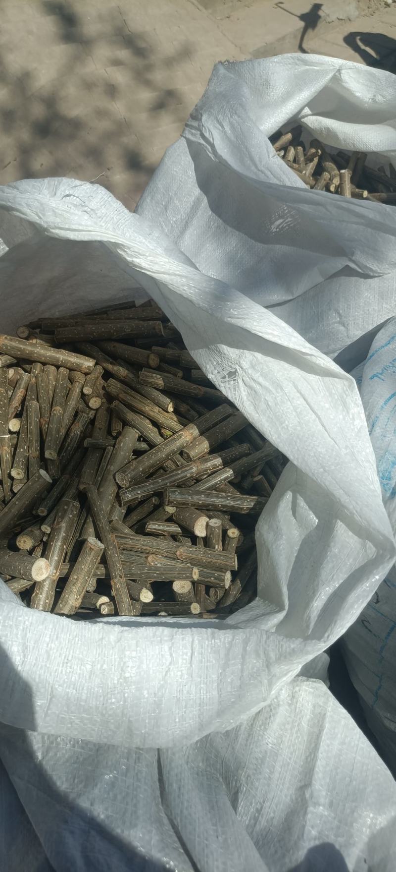 山东扦插段大量上市，产地直发，品质保证