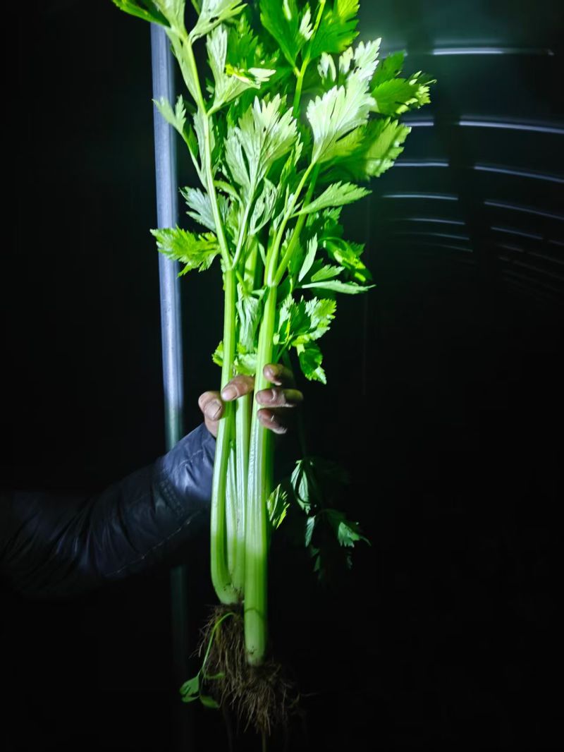 【一手货源】大地块种植基地西芹保质保量产地直发