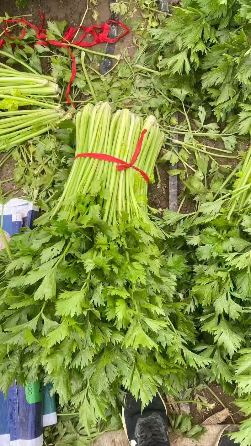 【一手货源】大地块种植基地西芹保质保量产地直发
