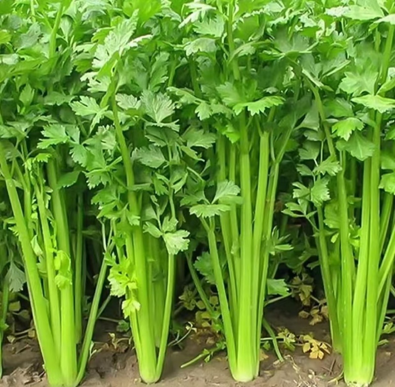 【一手货源】大地块种植基地西芹保质保量产地直发