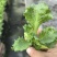 优质生菜苗