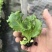 优质生菜苗