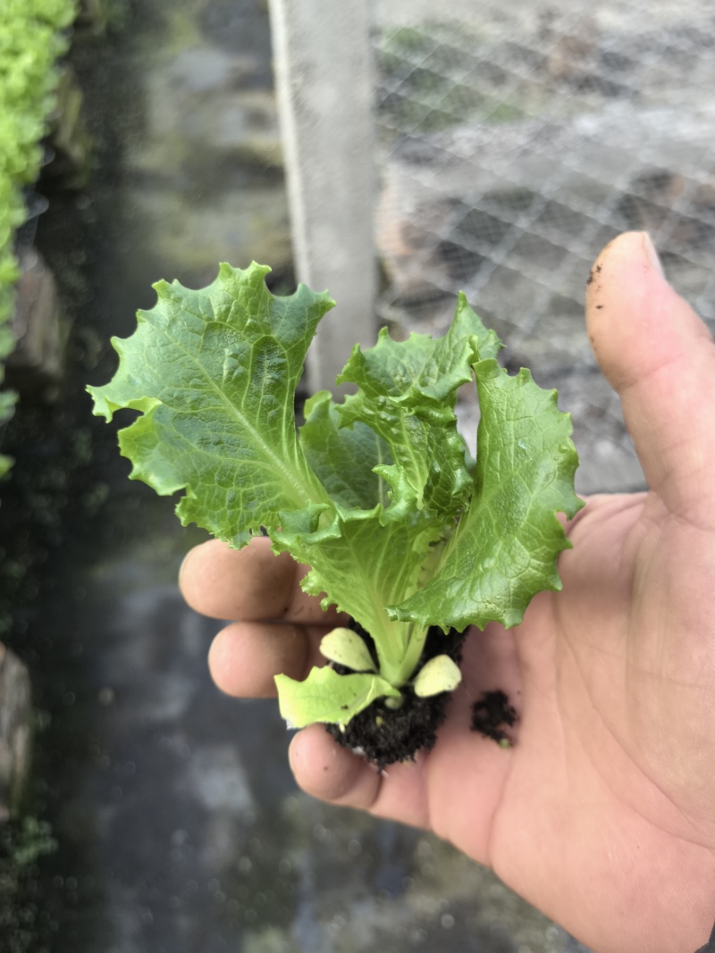 优质生菜苗