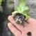 优质生菜苗