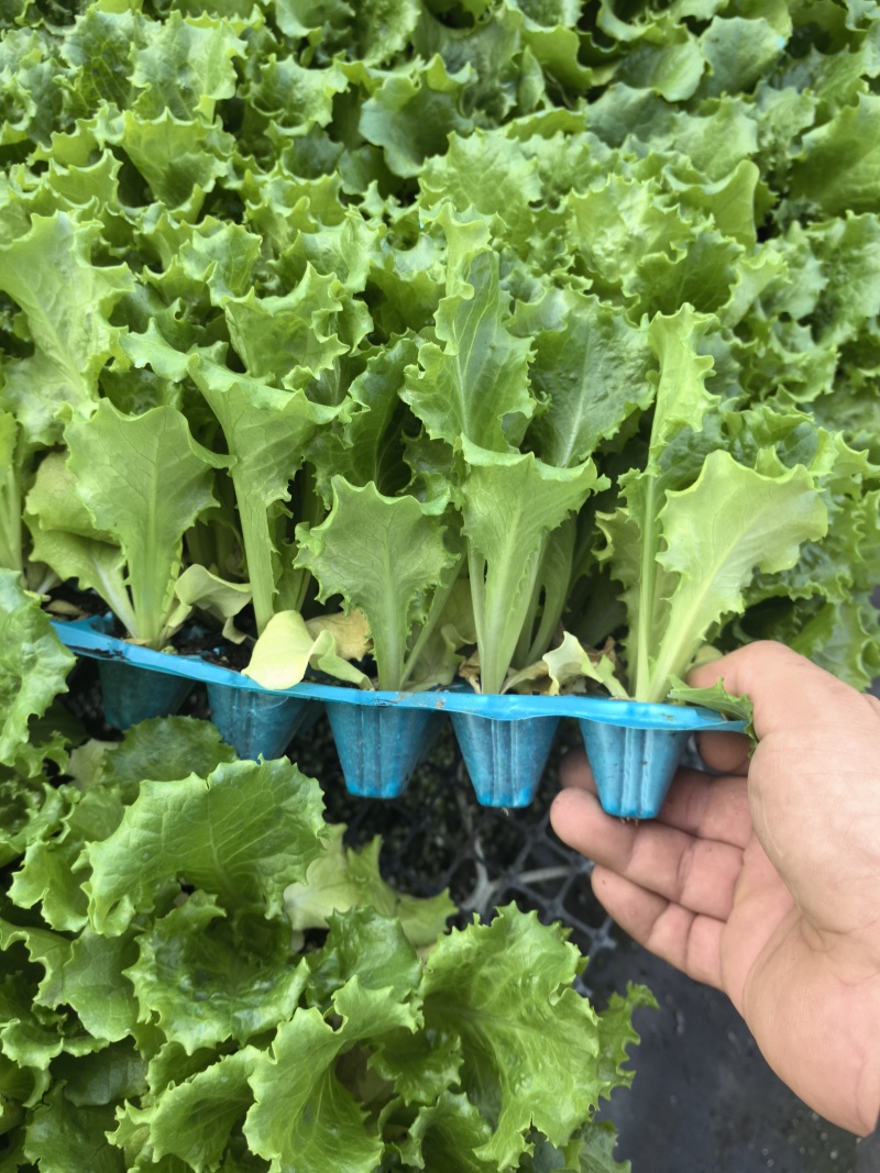 优质生菜苗