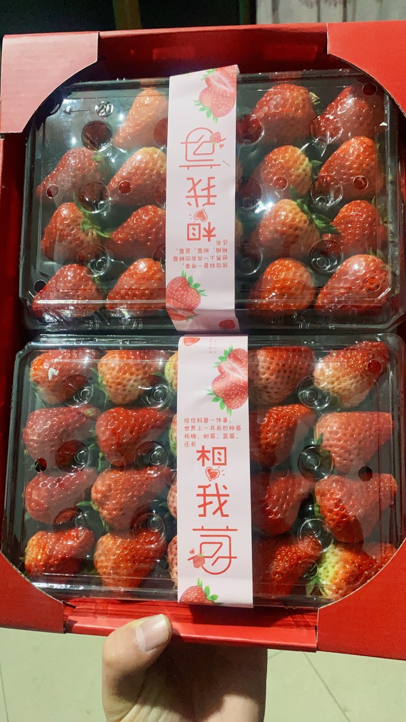 臧香草莓，奶油草莓，产地直发诚信经营，可对接电商商超等
