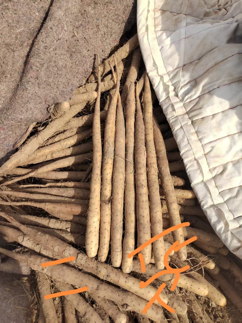 双棒山药内黄双棒山药大量供应陕西山西河南河北天津北京等