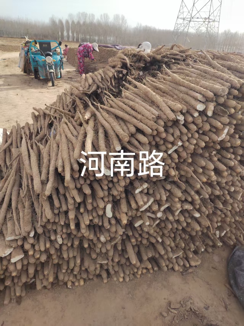 双棒山药内黄双棒山药大量供应陕西山西河南河北天津北京等