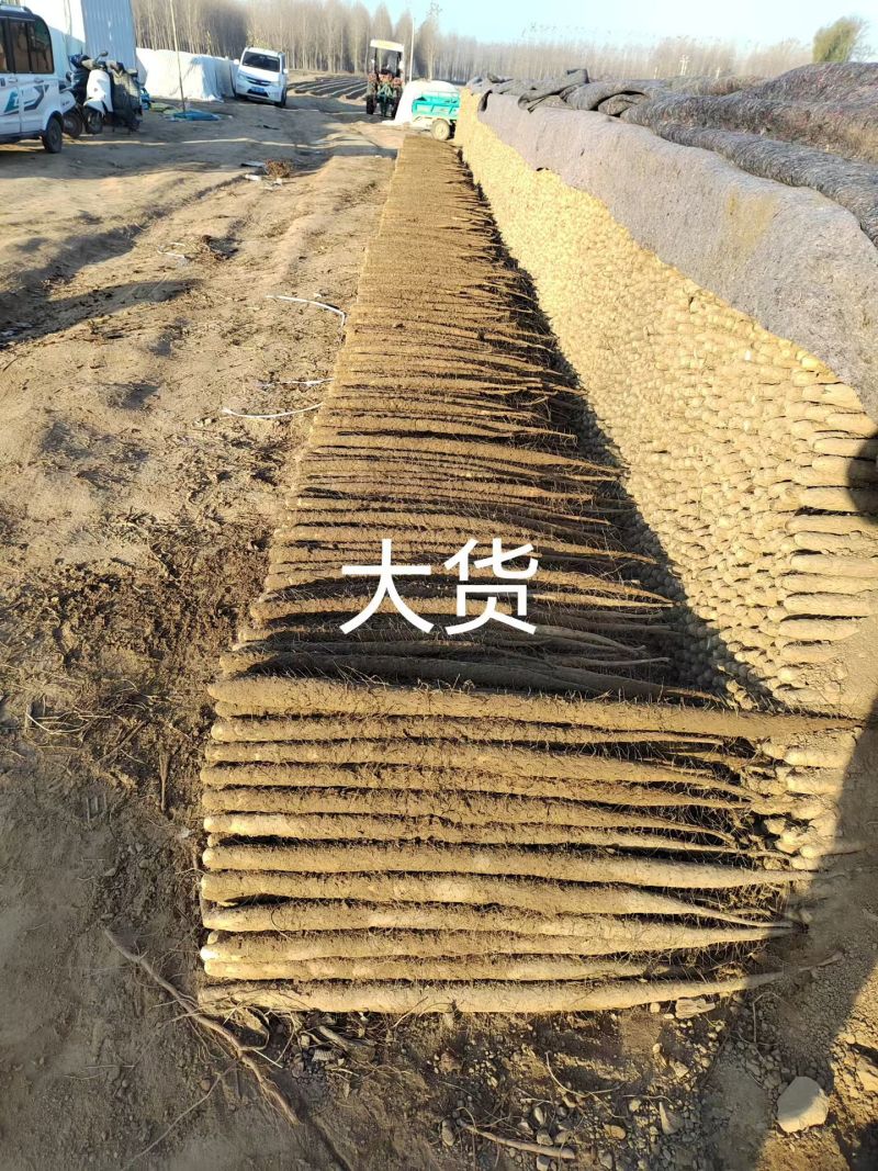 双棒山药内黄双棒山药大量供应陕西山西河南河北天津北京等