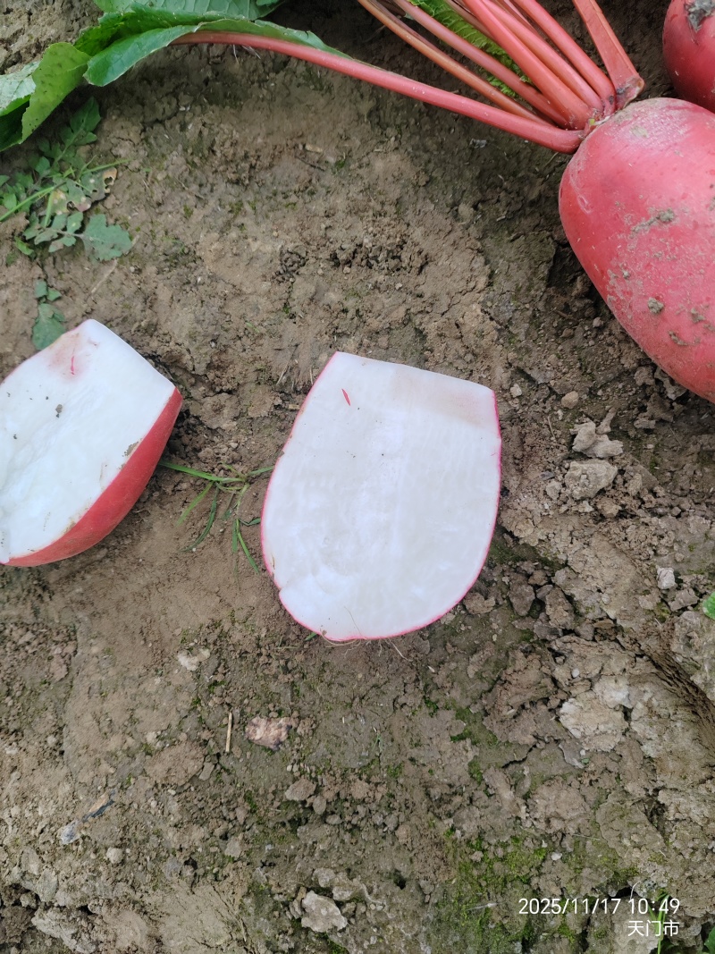 四季红萝卜，江汉平原，沙土地，口感脆甜。皮毛光滑
