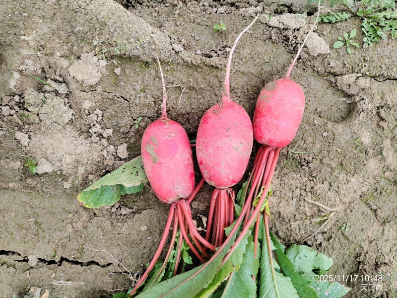 四季红萝卜，江汉平原，沙土地，口感脆甜。皮毛光滑