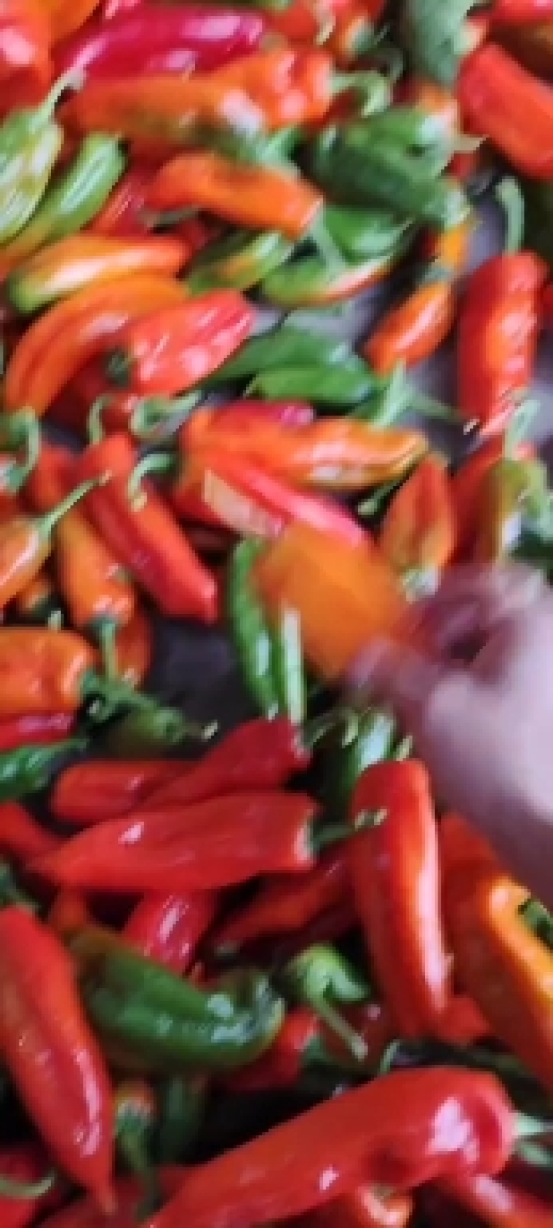 彩椒杂色椒红椒质量保证价格不高。长期有货，安排任何包装