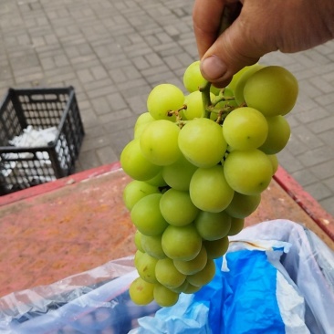 阳光玫瑰