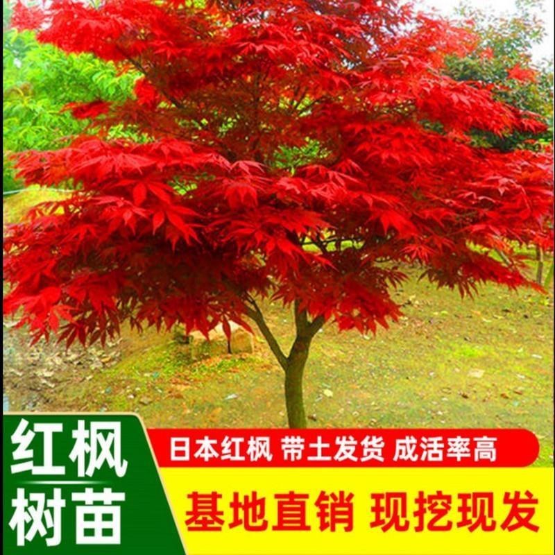 红枫苗中国红日本红枫工程美国红枫庭院别墅观赏树绿化