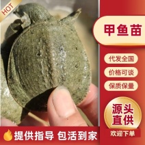 外塘甲鱼苗，1-4两苗，养殖场（精选，包活，纯外塘养殖）