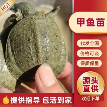外塘甲鱼苗，1-4两苗，养殖场（精选，包活，纯外塘养殖）