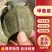外塘甲鱼苗，1-4两苗，养殖场（精选，包活，纯外塘养殖）