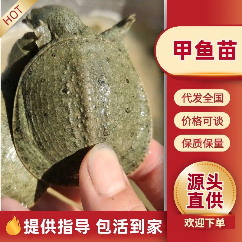 外塘甲鱼苗，1-4两苗，养殖场（精选，包活，纯外塘养殖）