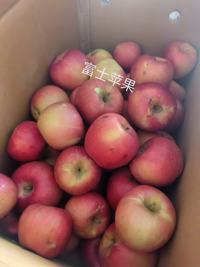 秦皇岛青龙富士