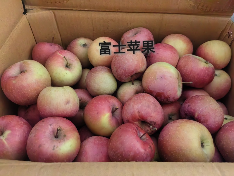 秦皇岛青龙富士
