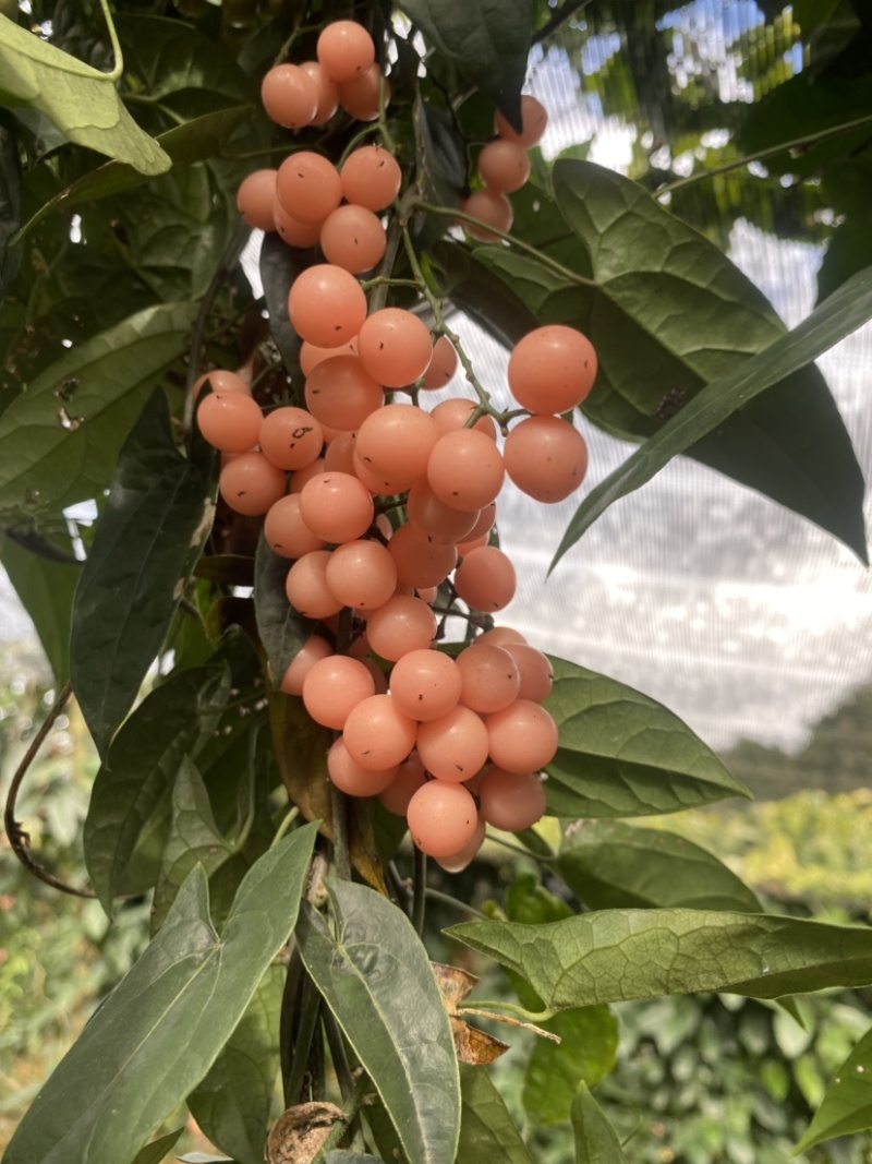金果榄种子