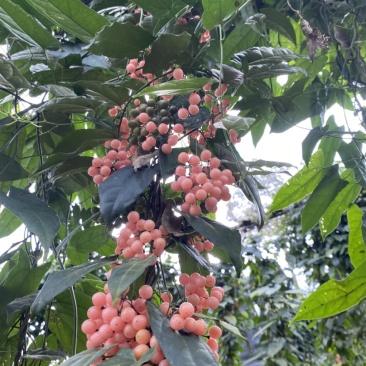 金果榄种子