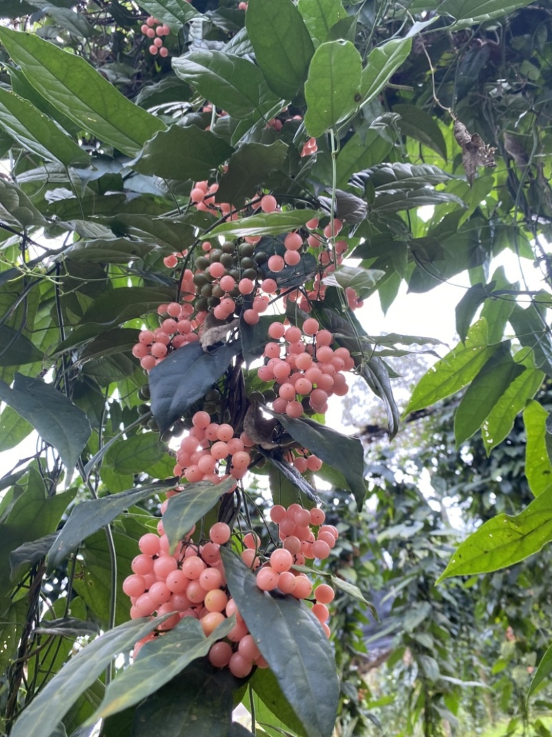 金果榄种子