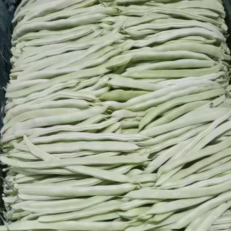 （热卖）云南白不老豆角新鲜上市价格美丽对接全国量大从优