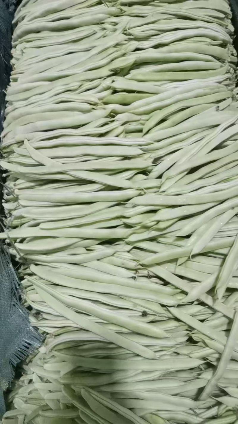（热卖）云南白不老豆角新鲜上市价格美丽对接全国量大从优