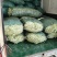 (热卖)云南白不老豆角新鲜上市价格美丽对接全国量大从优