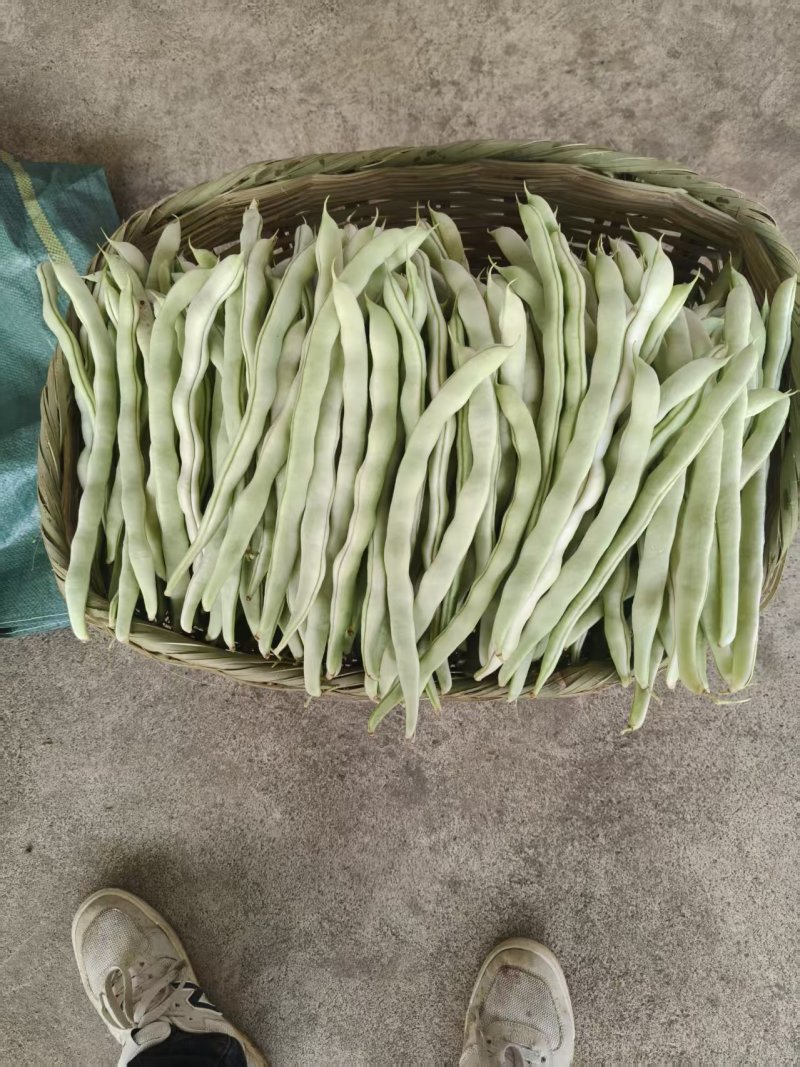 （热卖）云南白不老豆角新鲜上市价格美丽对接全国量大从优