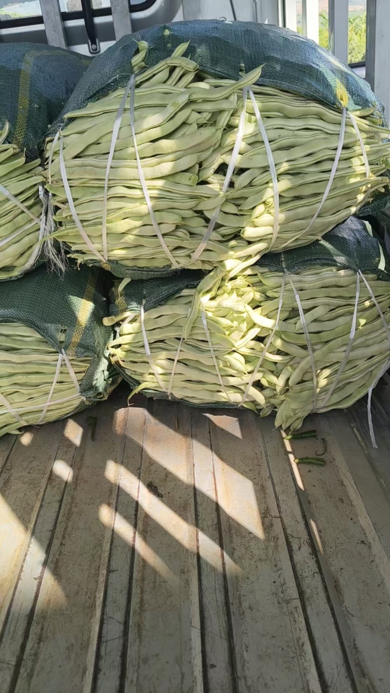 （热卖）云南白不老豆角新鲜上市价格美丽对接全国量大从优