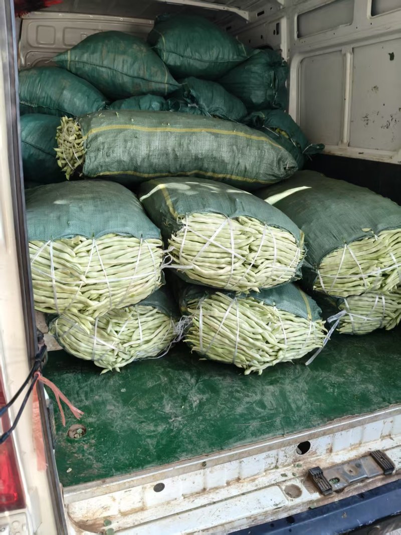 （热卖）云南白不老豆角新鲜上市价格美丽对接全国量大从优