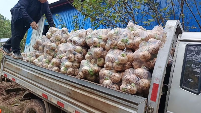 四川精品圆萝卜