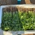 河北大叶香菜产地一手货源量大价优全国发货欢迎随时电话联系