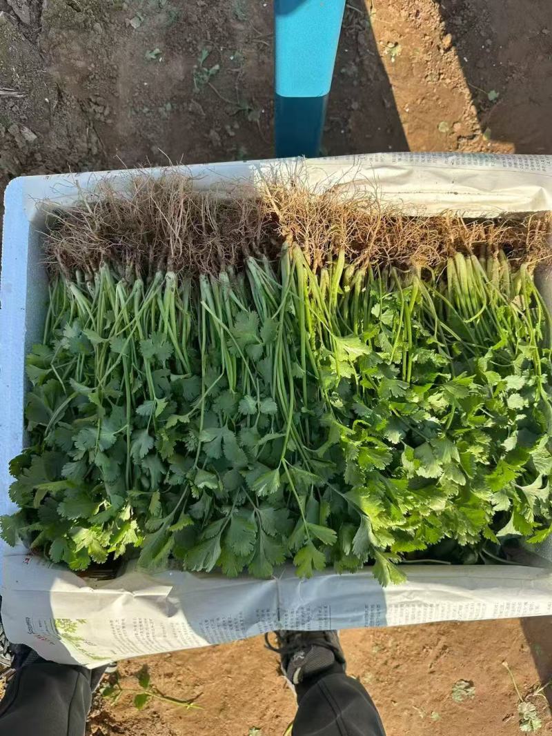 河北大叶香菜产地一手货源量大价优全国发货欢迎随时电话联系