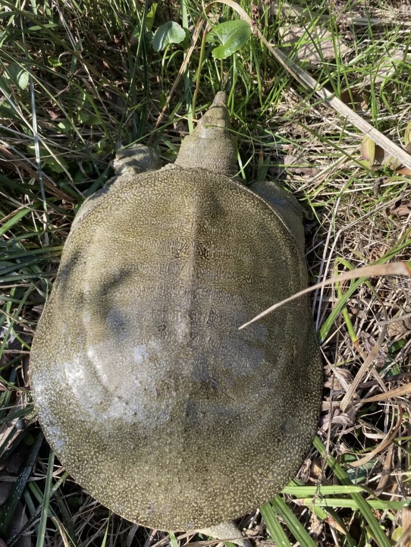 南丰老鳖