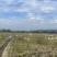 广西正宗荔浦芋头种子3万亩荔浦芋头大基地