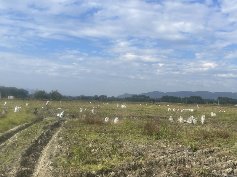 广西正宗荔浦芋头种子3万亩荔浦芋头大基地