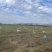 广西正宗荔浦芋头种子3万亩荔浦芋头大基地