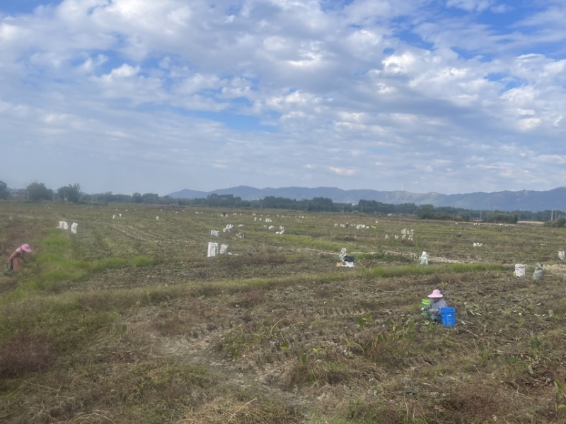 广西正宗荔浦芋头种子3万亩荔浦芋头大基地