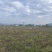 广西正宗荔浦芋头种子3万亩荔浦芋头大基地