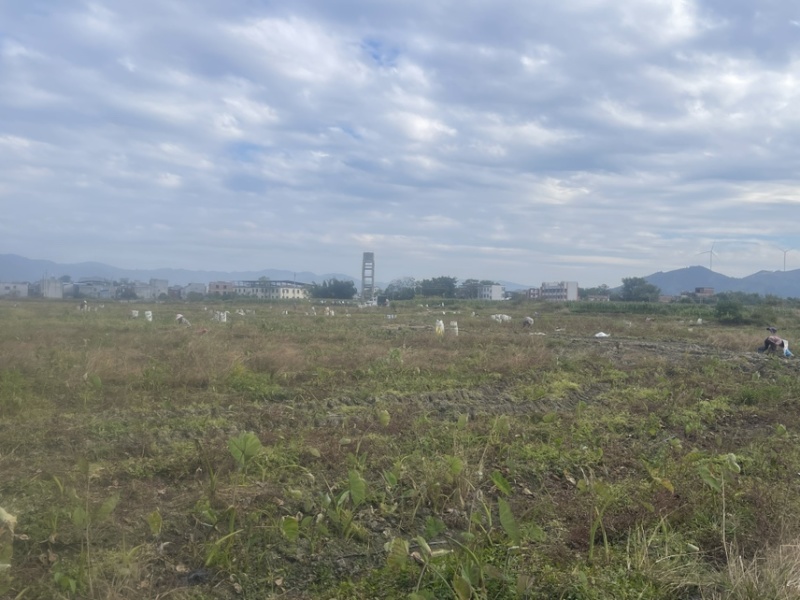 广西正宗荔浦芋头种子3万亩荔浦芋头大基地